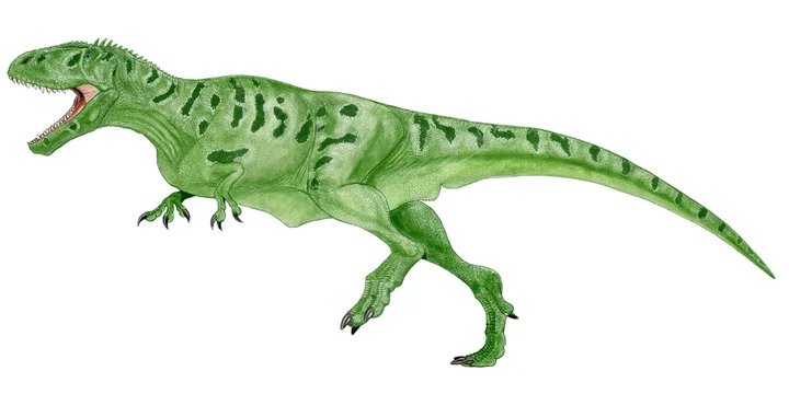 Allosaurus 化石 恐竜  ティラノサウルス カルカロドントサウルス 960px-