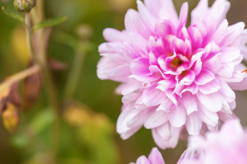 Flower soft background.