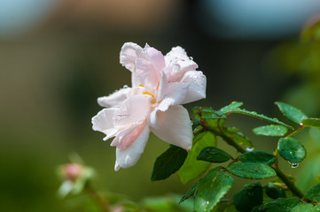 White Rose flower with raindrops. Nature. close up