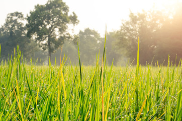 Scenic View Of Rice Field Against Sky During Sunrise