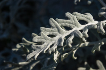 Silver dust Cineraria maritima in the garden, close up.