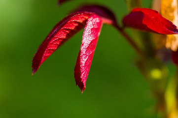 red rose Bush leaves. Nature. close up, selective focus