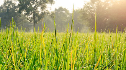 Scenic View Of Rice Field Against Sky During Sunrise