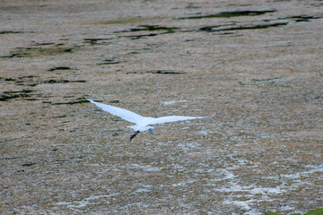 great white egret in swamp