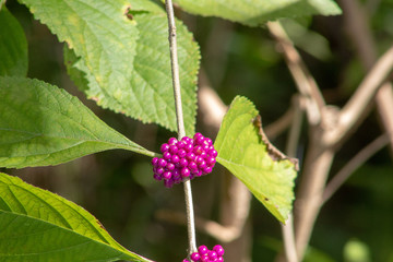 purple berries in florida swamp