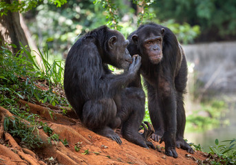 Common Chimpanzee sitting next .	