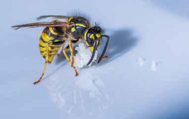 eine Wespe sitzt auf einem Teller und frisst ein Stück Fleisch