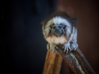cotton-top tamarin