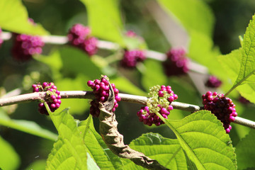 purple berries in florida swamp