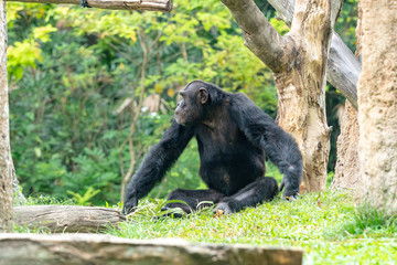 Male Chimpanzee isolated