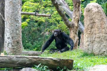 Male Chimpanzee isolated