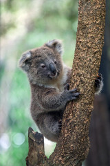 koala bear © apple2499