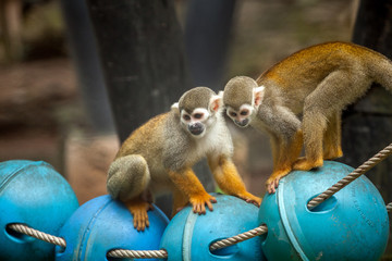 squirrel Monkey