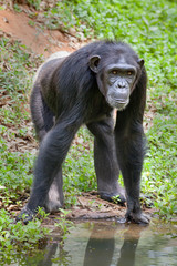 Chimpanzee funny.	