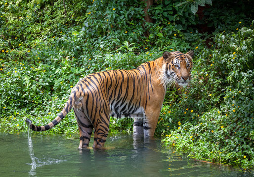 Tiger action.	