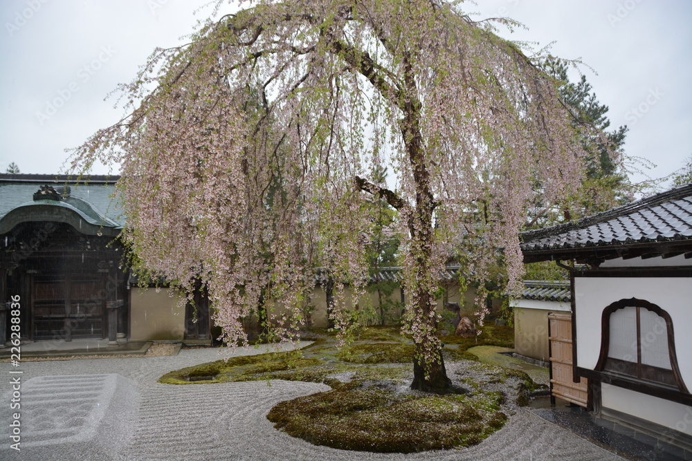 Wall mural 京都の高台寺