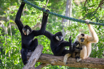 White Cheeked Gibbons Family.