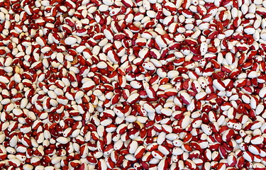 Grain beans in the tray, top view.
