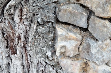 Ancient masonry of natural stone, with sprouted plant roots