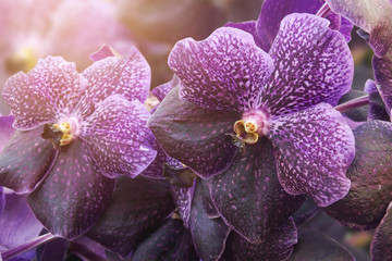 Closeup of Violet Vanda Flowers