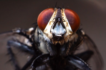 Eyes insect
