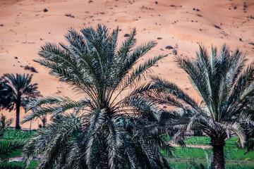Dubai Emirates desert