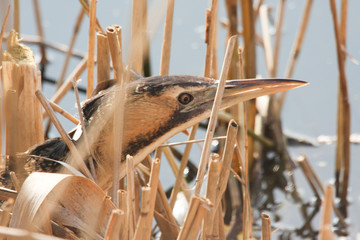 A  rare and elusive Bittern (Botaurus stellaris) hunting in the reed bed