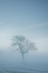 Lonely tree in the mist in a winter landscape photographed vertically