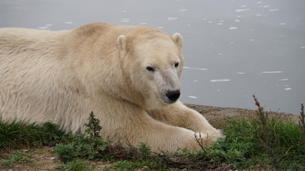 Fototapeta na wymiar polar bear in zoo