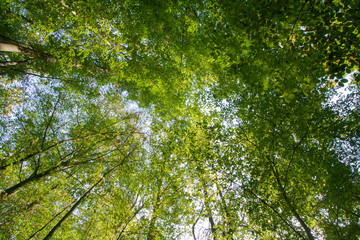 Klimawandel, Wald und Umweltschutz