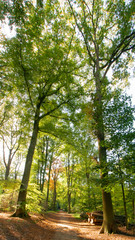 Spaziergang im Wald - sehr hohe Bäume in Viersen-Süchteln, Wald im Sommer