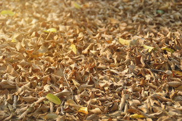 Perspective View of Dry Falling Leaves on Groud