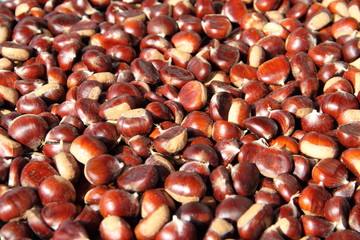 Maronen sammeln im Wald 10