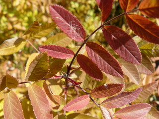 Dog rose red leaves