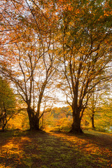 Fototapeta premium Beech trees in Canfaito forest (Marche, Italy) at sunset with warm colors, sun filtering through and long shadows