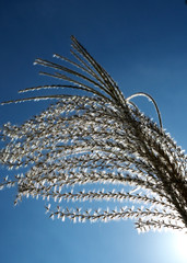 Tokyo,Japan-October 7, 2018: Japanese pampas grass or silver grass on blue sky background