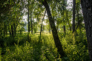 path in the forest