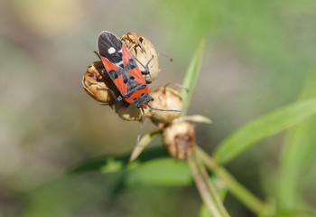 Lonely firebug sitting on a seed of autumnal plant