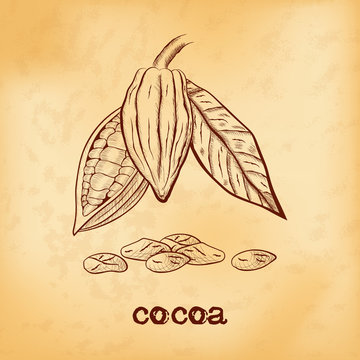 Whole fruit chocolate tree and in a cut with cocoa beans and leaf - Theobroma cacao - on aged yellowed background. Hand drawn sketch in vintage engraving style. Botanical vector illustration.