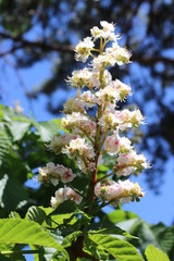 Aesculuis hippocastanum - White Chestnut - Marronnier Blanc 