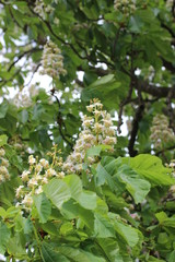 Aesculuis hippocastanum - White Chestnut - Marronnier Blanc 