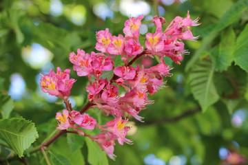 Aesculus carnea - Red Chestnut - Marronnier rouge