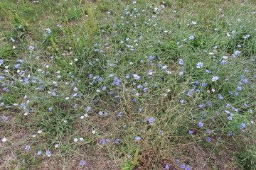 Cichorium intybus - Chicory - Chicorée