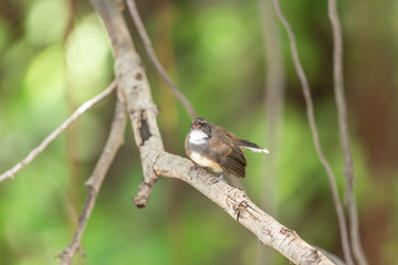 Bird (Malaysian Pied Fantail) in a nature wild