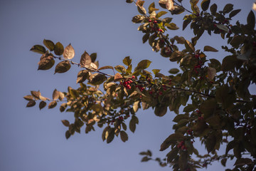 rote Beeren am Baum