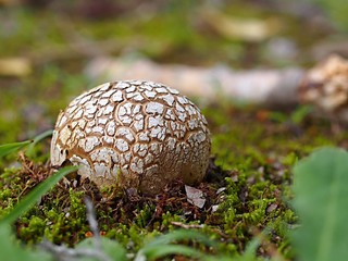 ツチグリカタカワタケ