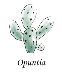Opuntia
