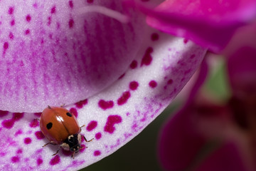 The ladybird and the orchid