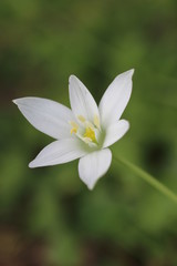 Ornithogalum umbellatum - Star of Bethlehem - Etoile de Bethlehem © Maud