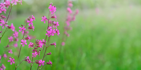 Flowery meadow on a sunny summer day